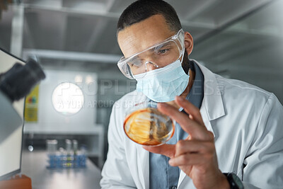 Buy stock photo Laboratory scientist with covid virus petri dish to test, check and examine for healthcare, development or medicine innovation. Research, analysis and expert medical doctor study covid 19 bacteria