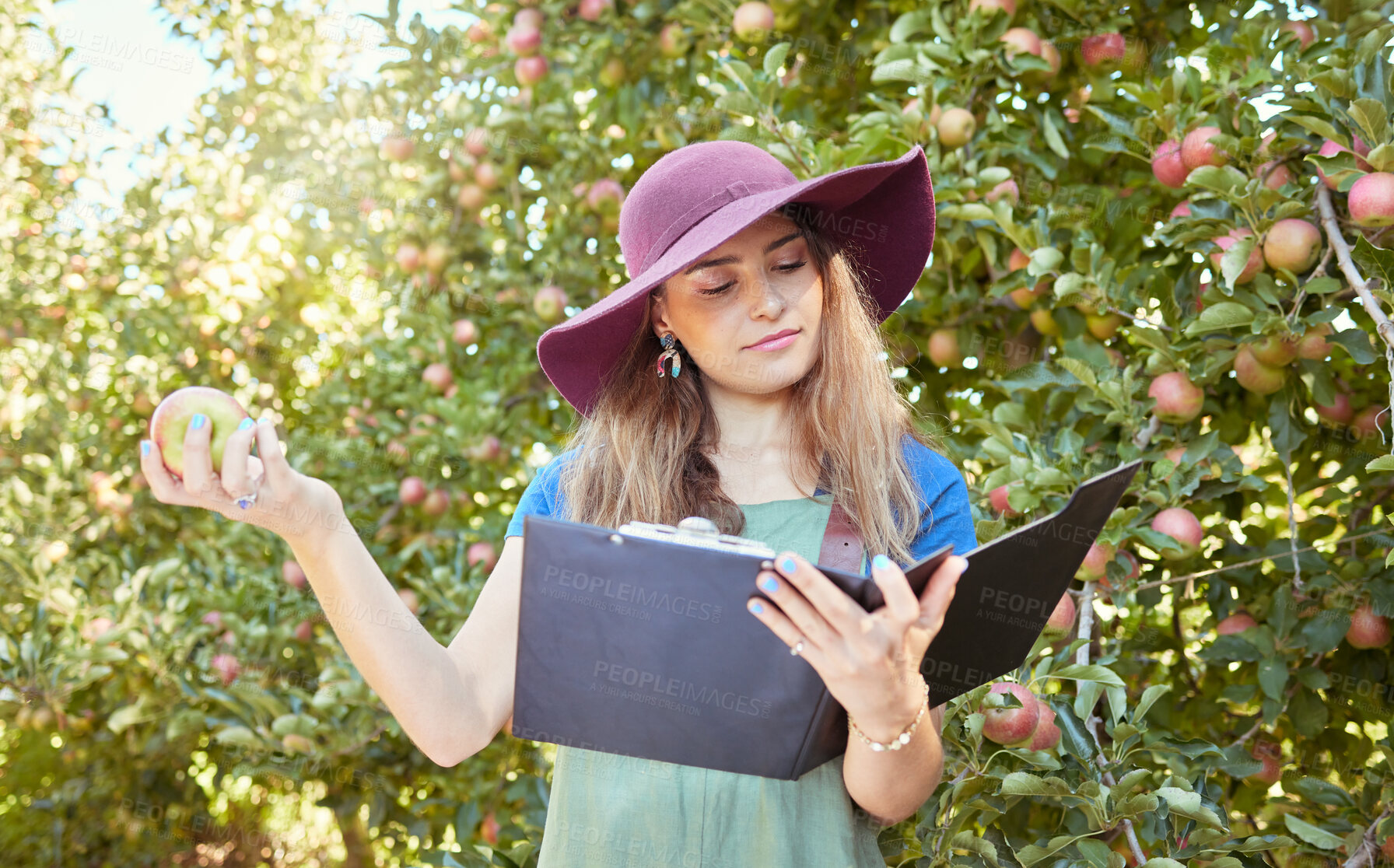 Buy stock photo Research, farm and farmer reading about apple farming at an orchard for sustainability, agriculture and growth. Woman with fruit in the countryside for inspection, analysis and knowledge in nature