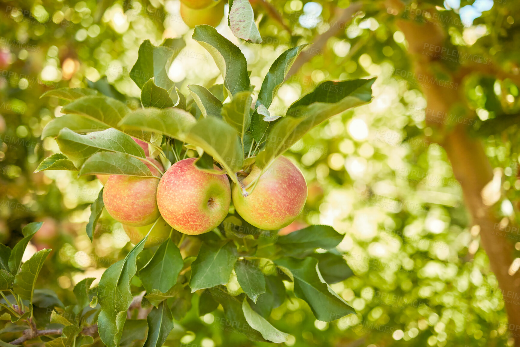 Buy stock photo Apple, farm or garden with trees for harvest on field of sustainable orchard farmland outside on sunny day. Agriculture, nutrition and sustainability ripe organic fruit to eat growing in green tree