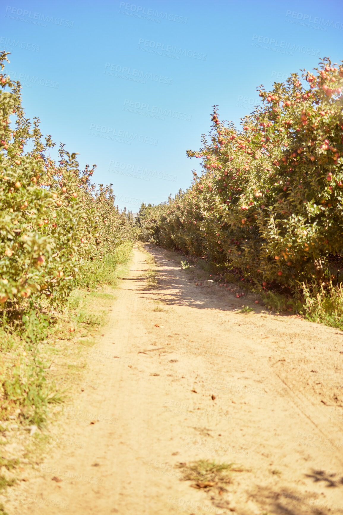 Buy stock photo Orchard, trees and path in apple farm for agriculture, farming and natural produce industry. A dirt road through sustainable apple orchard with organic fruit growing on tree, ready for harvest