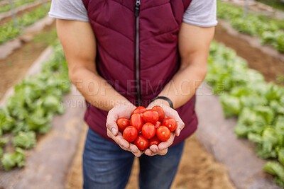 Buy stock photo Farmer, hands with tomato and eco friendly food produce, for organic farming and health. Agriculture, nutrition and natural diet for sustainability, wellness or holding vegetables for harvest growth.