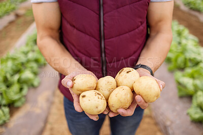 Buy stock photo Hands, potato or farmer outdoor on a farm or vegetable garden. Zoom in of a man hand with sustainable and healthy food with agriculture or farming worker with fresh harvest vegetables crops in spring