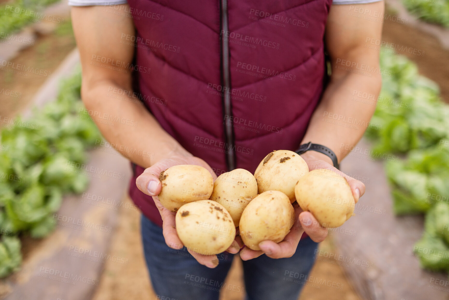 Buy stock photo Hands, potato or farmer outdoor on a farm or vegetable garden. Zoom in of a man hand with sustainable and healthy food with agriculture or farming worker with fresh harvest vegetables crops in spring