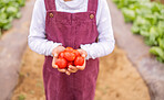 Tomato in hands, agriculture and farming with vegetables, organic and farm harvest with girl holding product. Sustainability, environment with fresh growth and raw food, soil and sustainable farming.