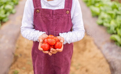 Buy stock photo Tomato in hands, agriculture and farming with vegetables, organic and farm harvest with girl holding product. Sustainability, environment with fresh growth and raw food, soil and sustainable farming.