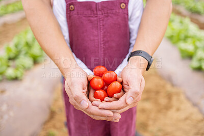 Buy stock photo Farmer, child and hands with tomato for agriculture, environmental and food sustainability education. Learning, healthy and gardener teaching kid organic fruit farming development skills outdoors 