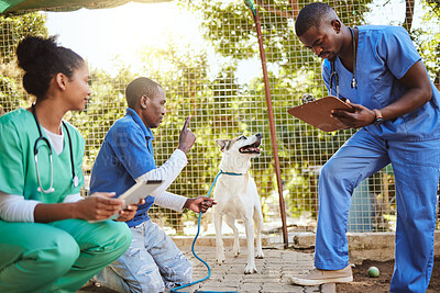 Buy stock photo Volunteer veterinary doctors, dog at animal shelter and medical checkup for puppy before adoption. Care, charity and vet doctor for animal healthcare, wellness and obedience training with clipboard.