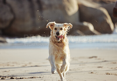 Buy stock photo Energy, running and dog at the beach, freedom and playing in sand along, curious and fun in nature. Puppy, run and ocean trip for labrador being energetic, playful and active alone along the sea 