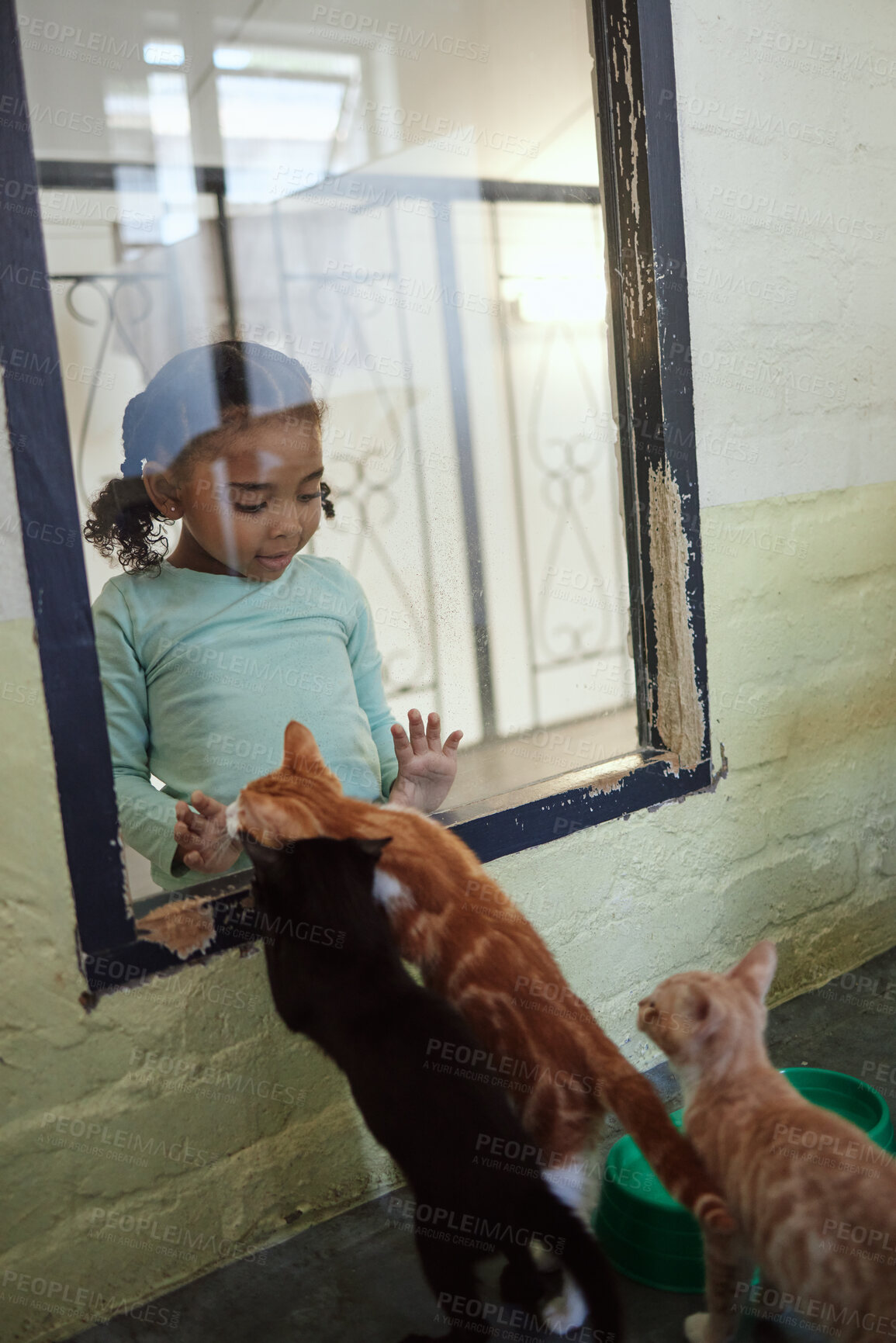 Buy stock photo Child, girl or glass window of cat shopping in animal shelter, feline community charity or homeless rescue animals development. Kittens, cats or pets adoption foster, curious kid or volunteer youth