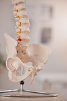 Model hip, spine and chiropractic office on table, desk or display in study, education or learning. 3D print, human skeleton and background for chiropractor, physiotherapy or healthcare in clinic