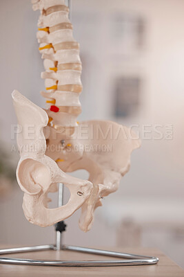 Buy stock photo Model hip, spine and chiropractic office on table, desk or display in study, education or learning. 3D print, human skeleton and background for chiropractor, physiotherapy or healthcare in clinic