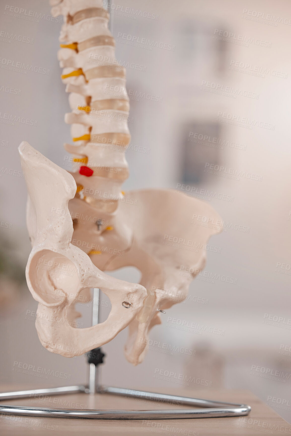 Buy stock photo Model hip, spine and chiropractic office on table, desk or display in study, education or learning. 3D print, human skeleton and background for chiropractor, physiotherapy or healthcare in clinic
