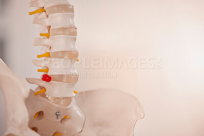 Buy stock photo Anatomy, chiropractor and skeleton spine for clinic, hospital and doctors office. Healthcare, medical education and of bones of lower back and pelvis with cause of back pain, injury and problem