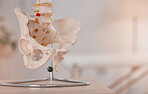 Anatomy, bones and skeleton in a medical, hospital and healthcare office to show pelvic hip bone. Medical, clinic and science facility to educate, learn and study the human body with mockup