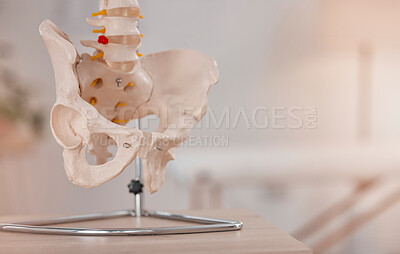 Buy stock photo Anatomy, bones and skeleton in a medical, hospital and healthcare office to show pelvic hip bone. Medical, clinic and science facility model to educate, learn and study the human body with mockup