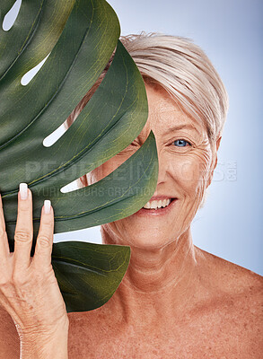 Buy stock photo Monstera, skincare and senior woman with a leaf for cosmetics against a grey studio background. Spa, luxury and portrait of an elderly model with a plant for wellness, beauty and body health