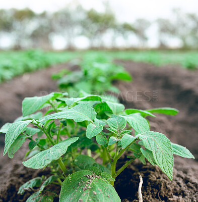 Buy stock photo Farming, plants and ecology on a farm for growth of food, agriculture and sustainability in the countryside. Earth day, leaves and eco friendly field for vegetables in dirt in a natural environment