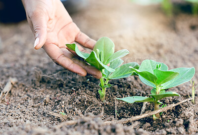 Buy stock photo Farm, hand and plant of farmer on agriculture field for harvest and eco friendly or sustainable farming. Eco friendly, enviromental and fresh garden plants with hands checking planting soil or growth