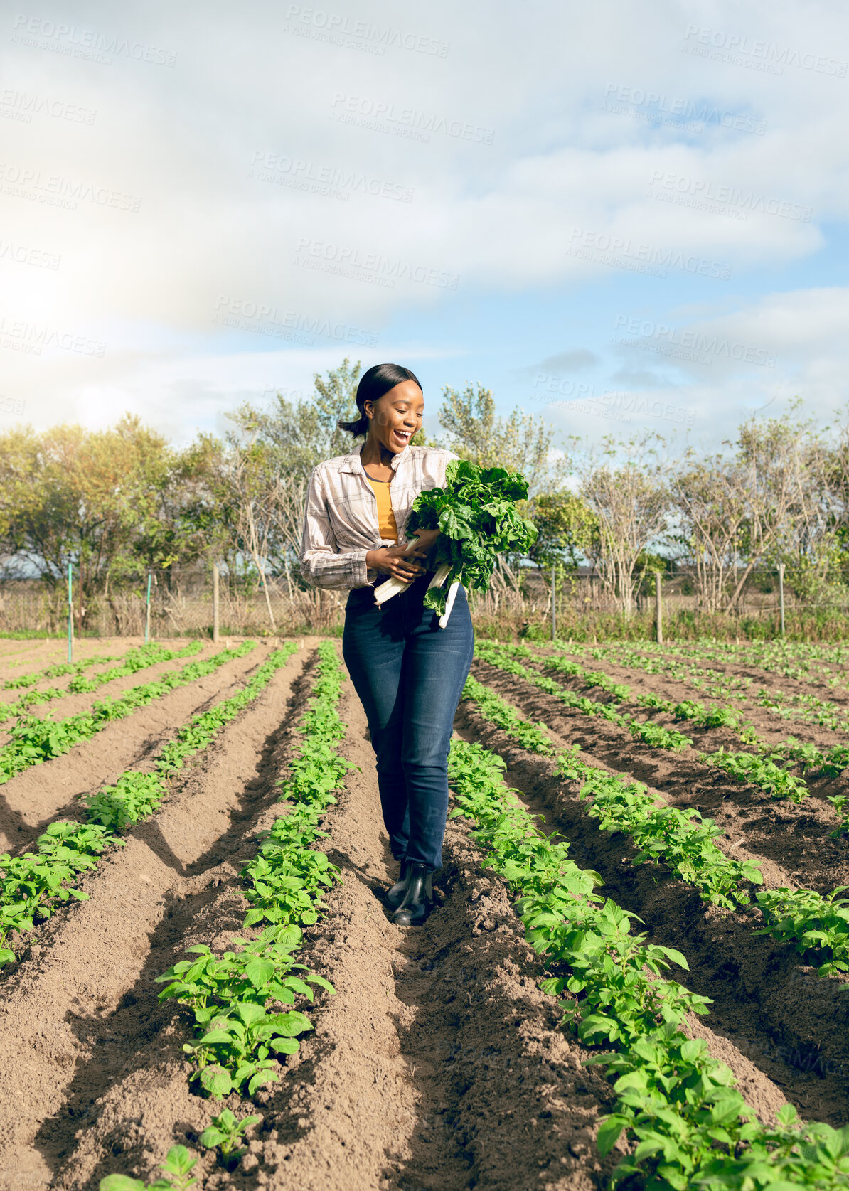 Buy stock photo Happy woman, spinach agriculture and nature harvest, gardening environment and spring field, sustainability and agro supply chain. Black woman farming healthy, green and eco vegetables in countryside