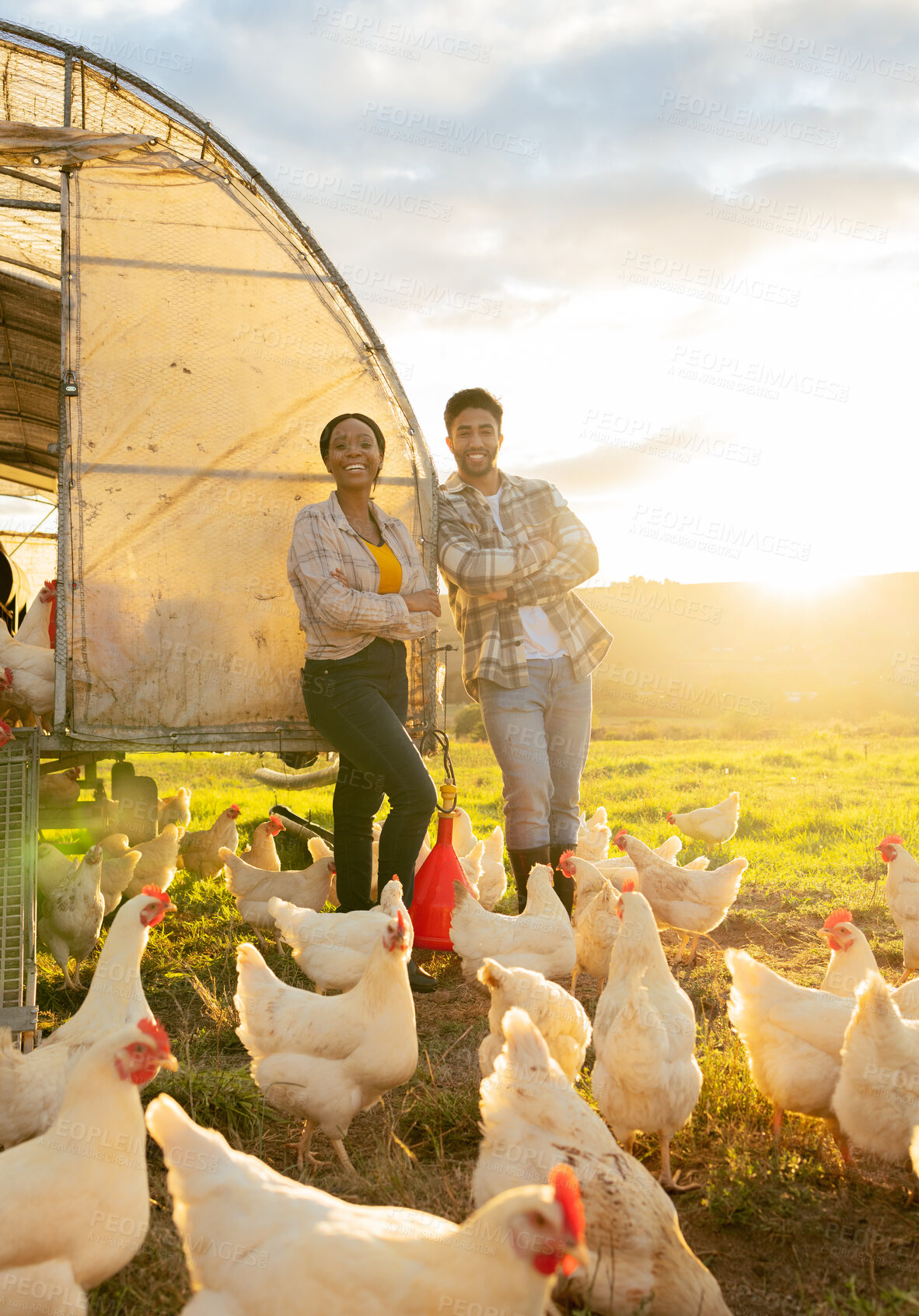 Buy stock photo Chicken, farm and man and woman portrait of farmer team working together in agriculture farming. Barn, poultry and interracial couple on hen farm or animal field in the summer nature at sunset