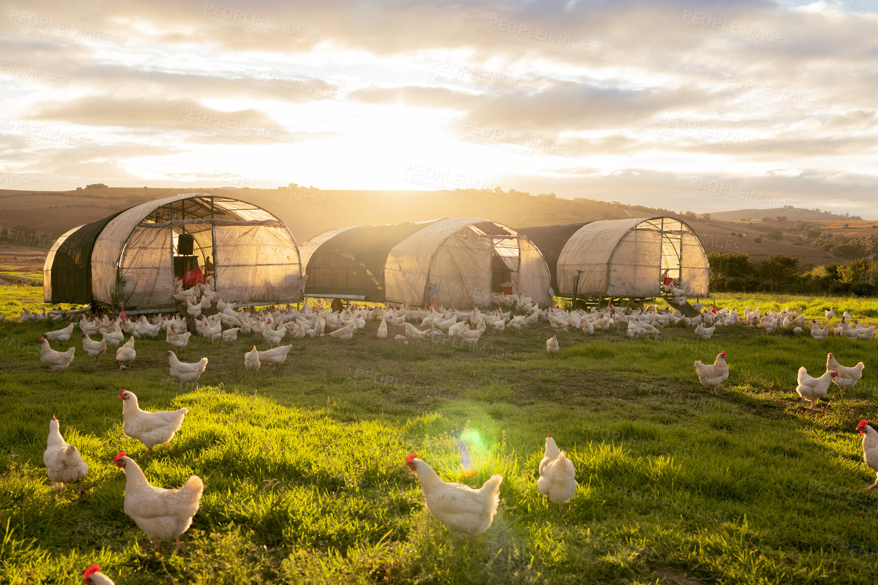 Buy stock photo Farm, agriculture and sustainability with chickens on a field of grass for free range poultry farming. Sky, nature and clouds with a bird flock on agricultural land in the green countryside