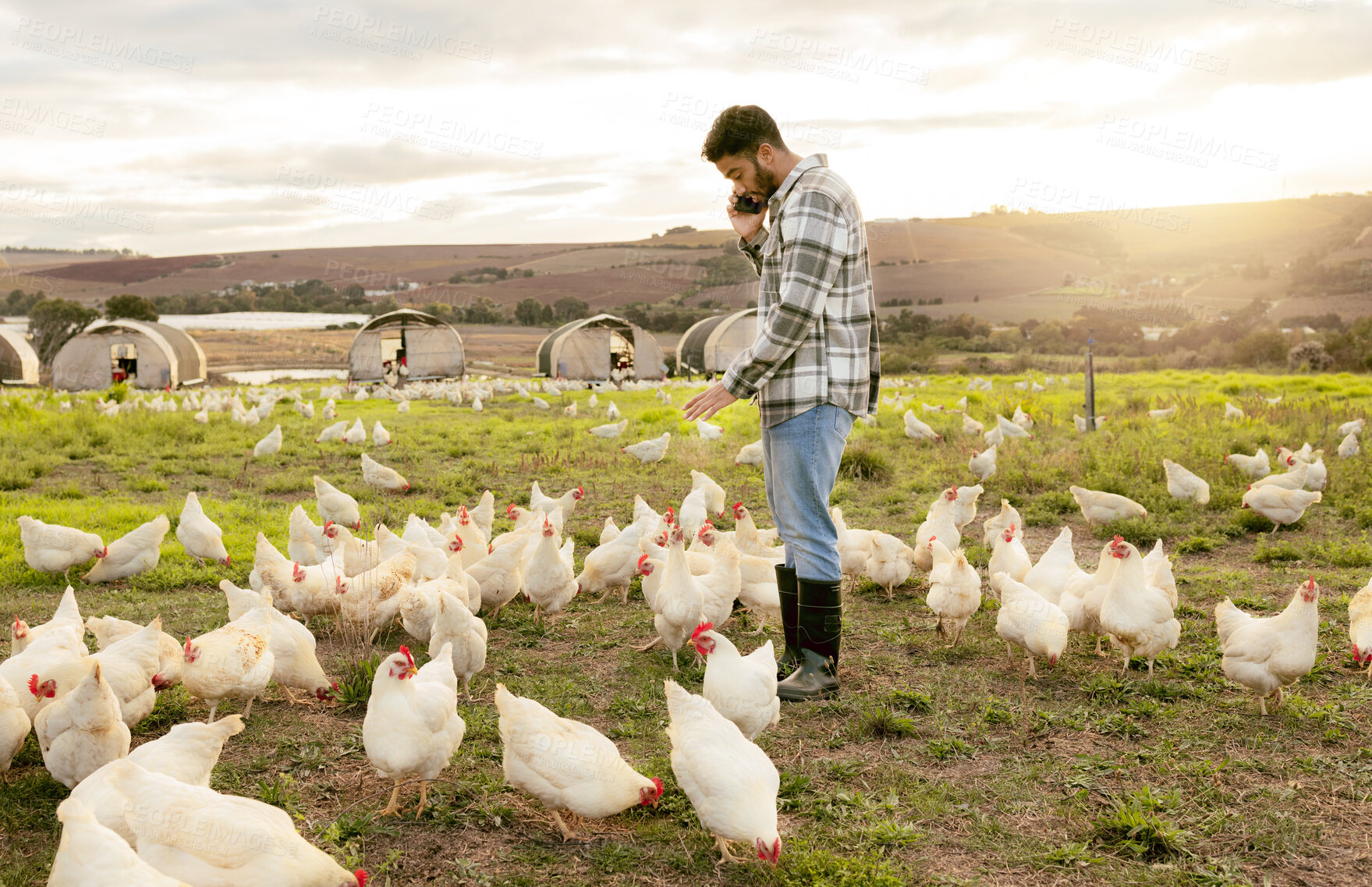 Buy stock photo Farm, chickens and phone call with an agriculture man farmer at work on a field for sustainability. Grass, mobile and chicken farming with a male agricultural worker talking on his smartphone