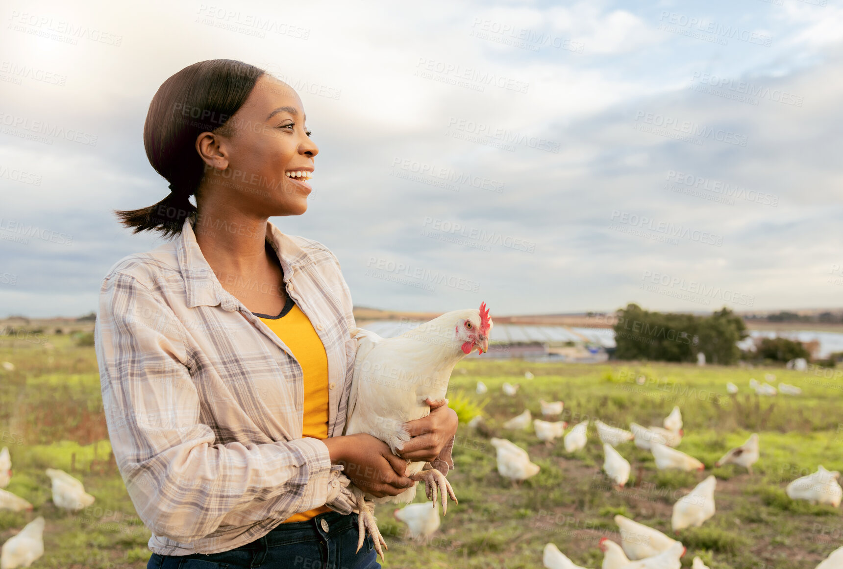 Buy stock photo Black woman, chicken farm and happy with small business, growth and agriculture development outdoor in nature. Farmer, animal and sustainability farming with smile and working on countryside poultry 