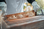 Beekeeping, honeycomb and worker in production of honey in agriculture industry. Bees, process and hands of a beekeeper in sustainable farming of sweet, organic and natural food on a farm in nature