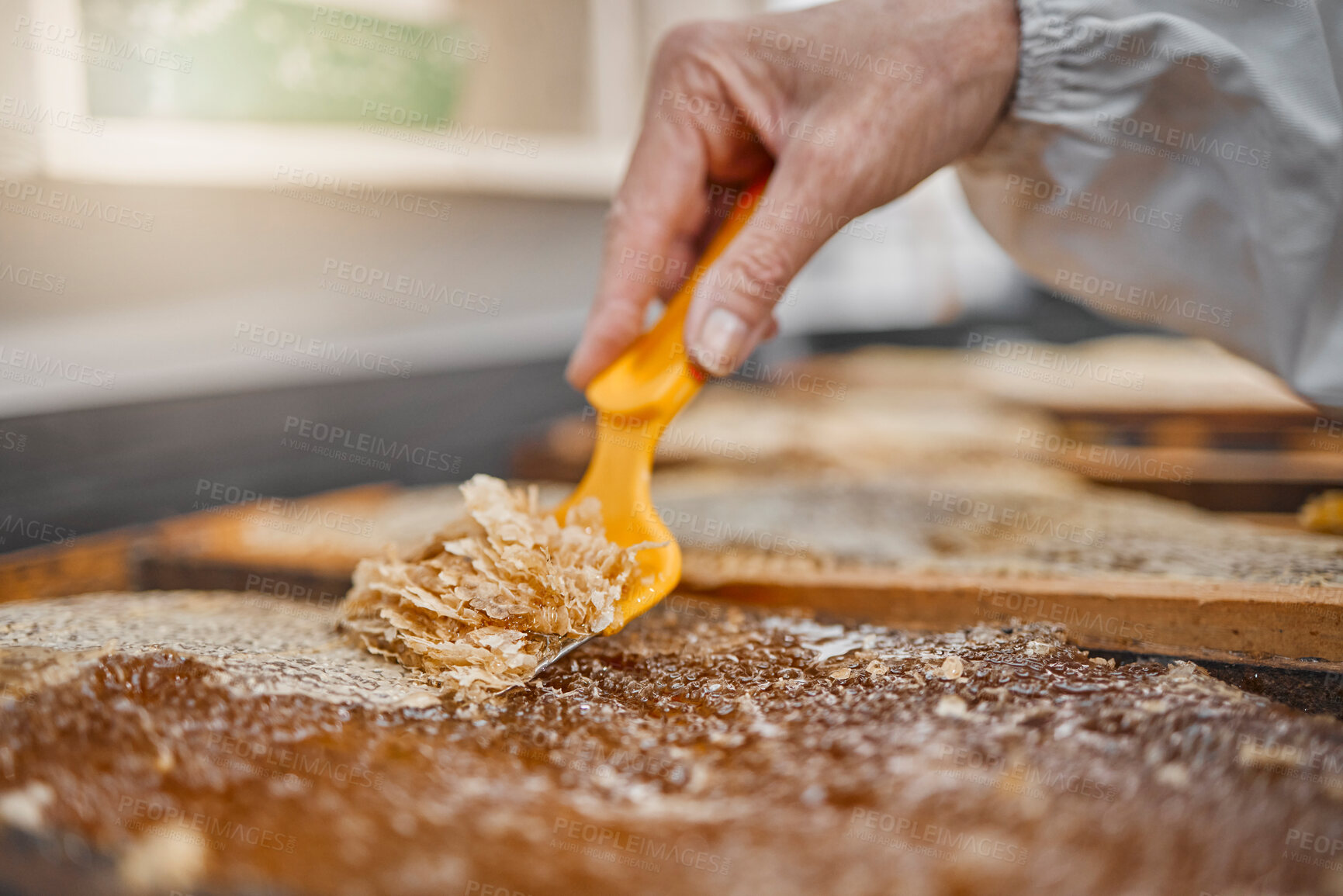 Buy stock photo Hands, honey frame and harvest tools, bee farming and beeswax, factory and production. Honey industry, worker and beekeeper harvest honeycomb, natural product process and manufacturing sustainability