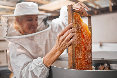 Buy stock photo Woman beekeeper, honeycomb and beekeeping, sustainability in nature at bee farm warehouse. Farming, bees and agriculture, eco friendly honey manufacturing industry and safety for lady beeswax farmer.