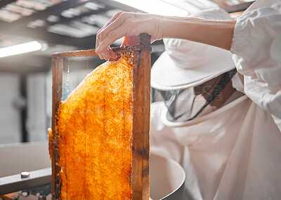 Buy stock photo Honey, frame and beekeeper with woman in factory for production, natural or organic. Honeycomb, industry and extraction with worker for manufacturing, sustainability or harvesting process on bee farm