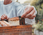 Beekeeping, production and beekeeper working with honey for sustainable agriculture farming in nature. Sustainability, eco friendly and hands of farmer in process of extracting sweet food from a box