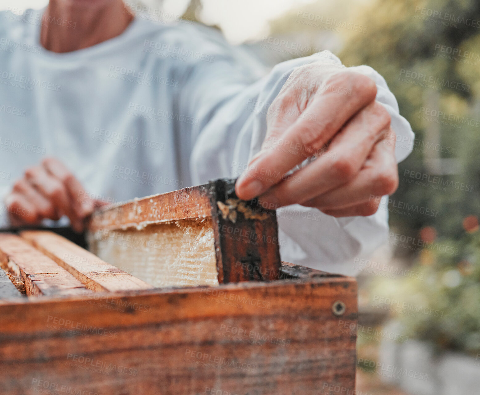 Buy stock photo Beekeeping, production and beekeeper working with honey for sustainable agriculture farming in nature. Sustainability, eco friendly and hands of farmer in process of extracting sweet food from a box