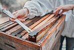 Beekeeping, honeycomb and honey production, farming and sustainability, organic manufacturing and eco small business farmer. Closeup beekeeper, bee hive frame, box and sustainable management of bees 