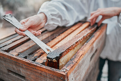 Buy stock photo Beekeeping, honeycomb and honey production, farming and sustainability, organic manufacturing and eco small business farmer. Closeup beekeeper, bee hive frame, box and sustainable management of bees 