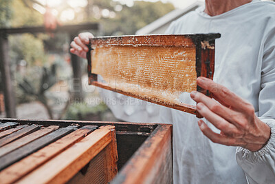 Buy stock photo Beekeeping, sustainable and beekeeper in production of honey for agriculture, food and small business. Farming, sustainability and business owner with frame for harvesting and eco friendly on a farm