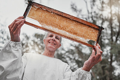 Buy stock photo Beekeeper, wooden box or honeycomb frame check on countryside farm, sustainability environment or agriculture nature. Woman, bees farmer or honey production worker harvesting in nutrition food export