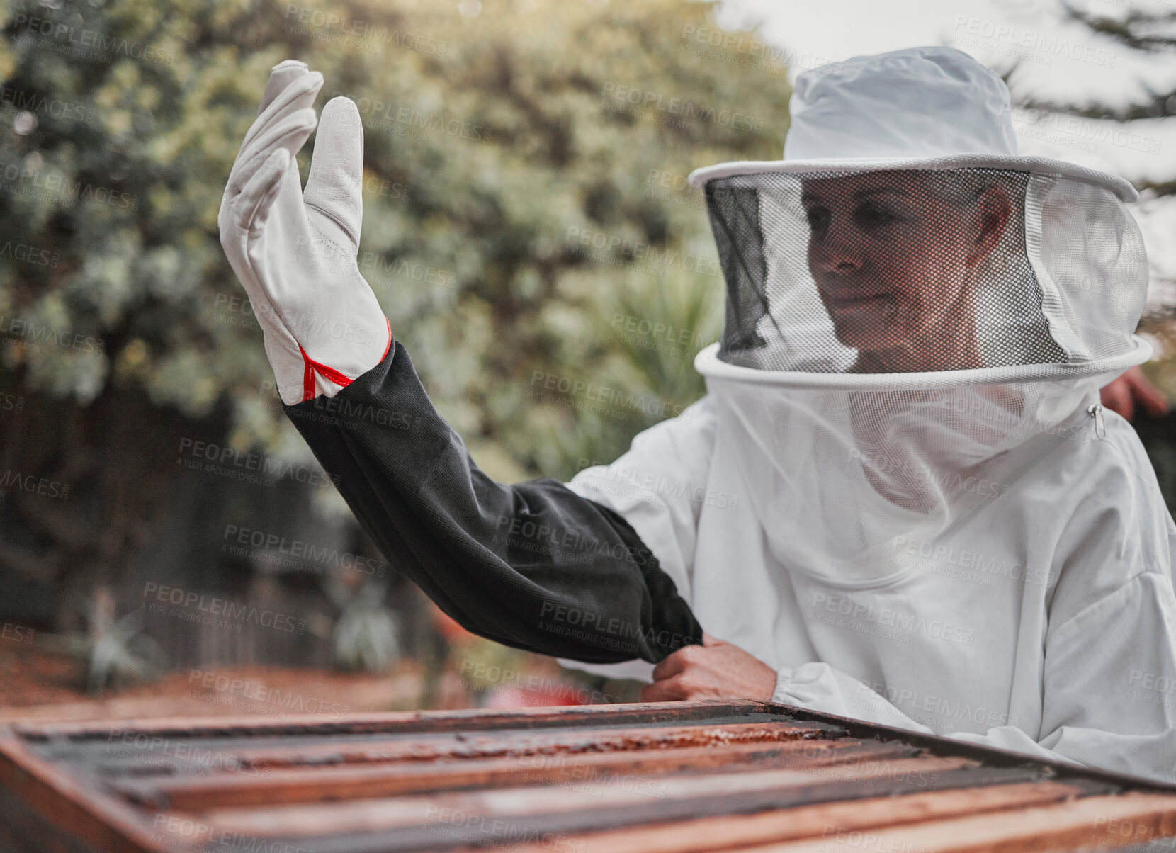 Buy stock photo Farm, agriculture and honey with a woman beekeeper working outdoor in the countryside for sustainability. Beehive, beekeeping and product with a female farmer at work outside in natural produce