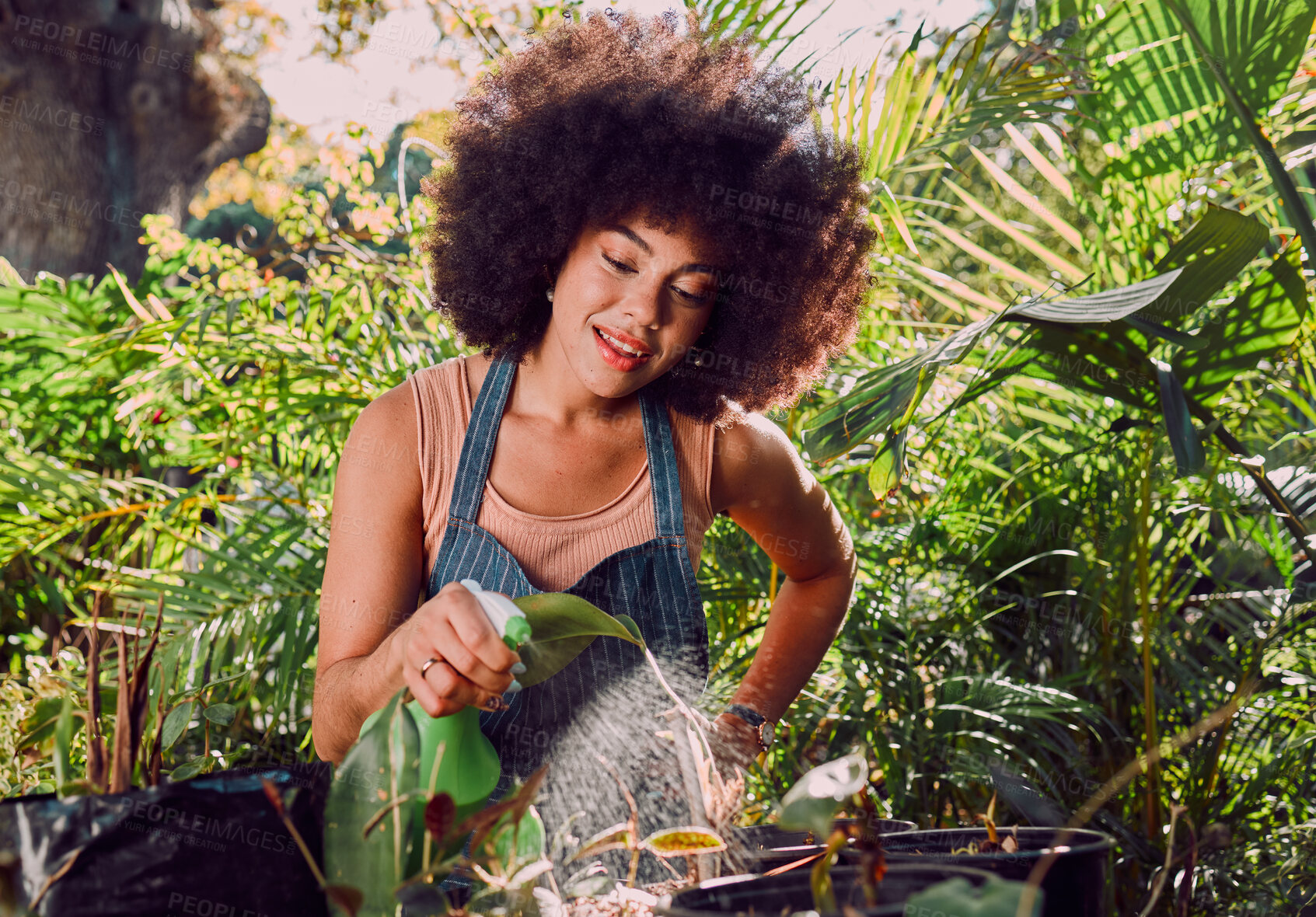 Buy stock photo Black woman, water and spray bottle for plants, garden and eco friendly outdoor flowers. Agriculture, sustainability or African American female gardening, growth or liquid for ecology, flora or relax