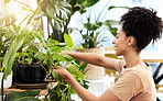 Black woman care for indoor plants, water and in house, sustainable green gardening, growth and leaf. Young female watering spring flowers, leaves and nature in house, apartment and eco friendly home