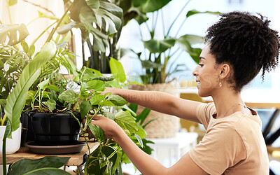 Buy stock photo Black woman care for indoor plants, water and in house, sustainable green gardening, growth and leaf. Young female watering spring flowers, leaves and nature in house, apartment and eco friendly home