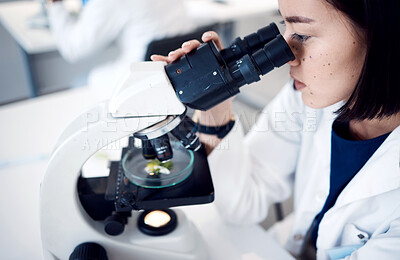 Buy stock photo Science, microscope and botanist with Petri dish analyzing plant sample for biological breakthrough. Laboratory, biologist and natural ecologist studying plants development in a lab using equipment  