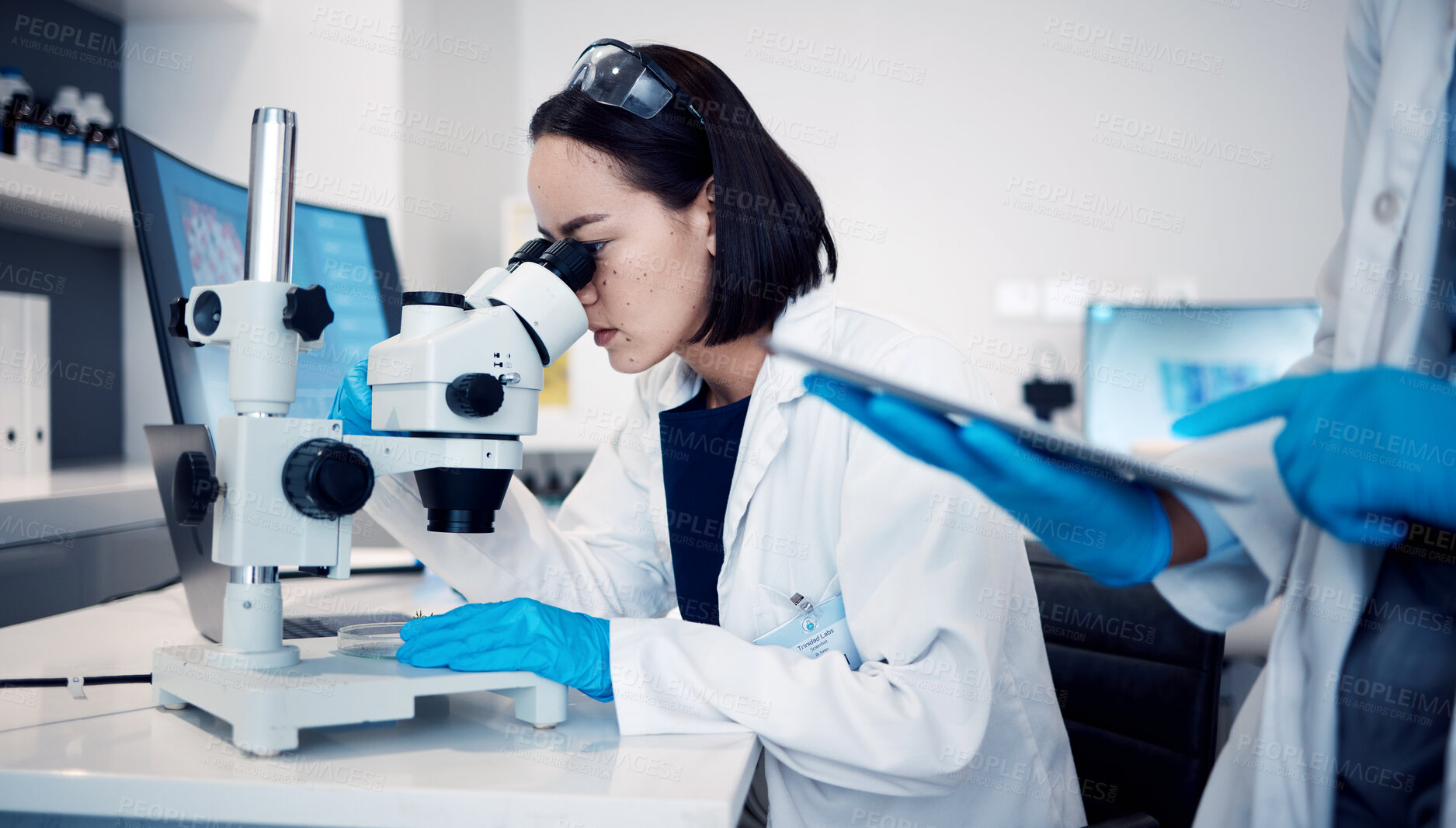 Buy stock photo Lab science, microscope research, and scientist working on future medical development for virus at work. Woman in pharmaceutical hospital for solution, innovation and analysis of healthcare medicine
