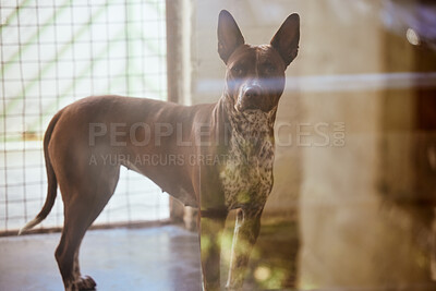 Buy stock photo Animal shelter, adoption and sanctuary with a dog standing in a rescue center alone for foster care. Pet, charity and welfare with a homeless mammal, canine or puppy inside of a nonprofit or ngo