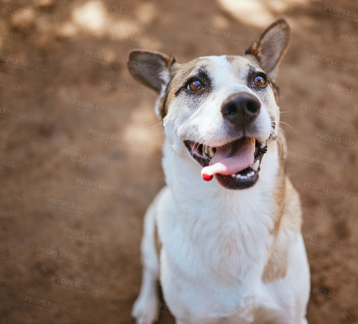 Buy stock photo Rescue dog, animal shelter and puppy playing alone at an animal pound for protection, safety and adoption. Homeless, abandoned and small pet waiting for a home at an outdoor local kennel or vet.