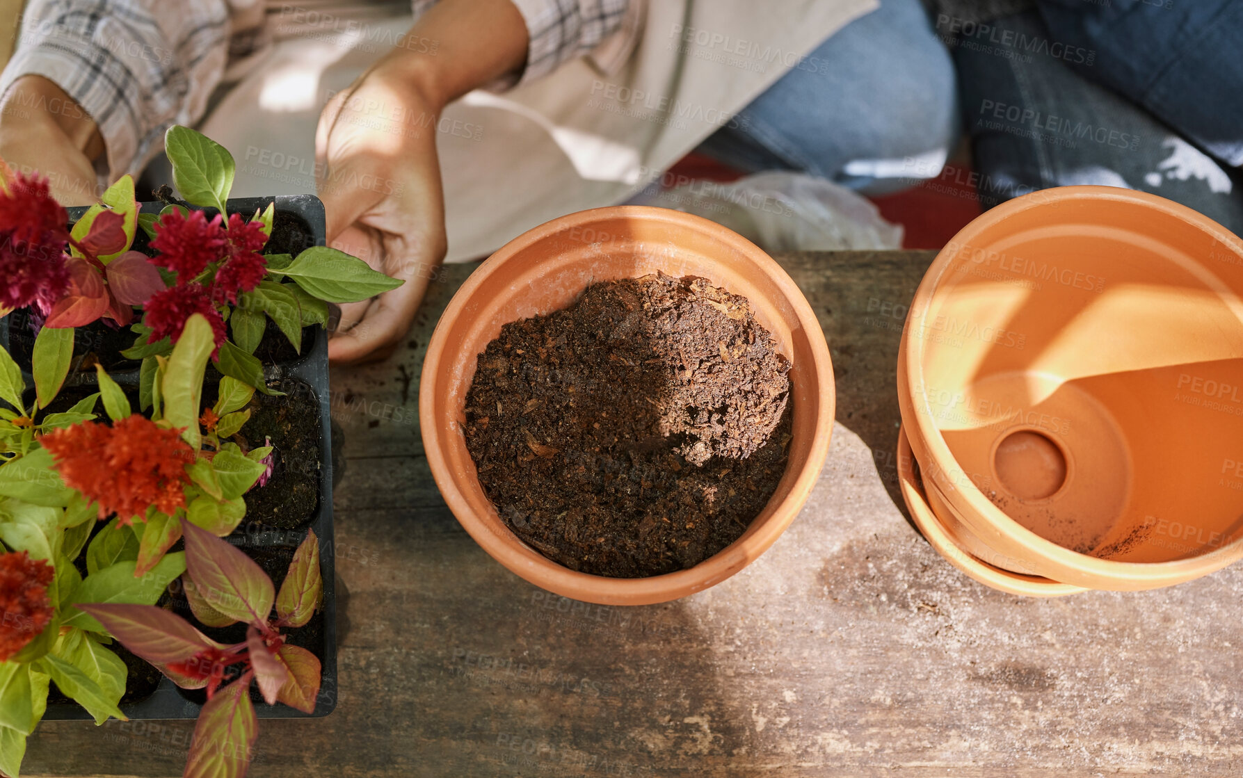 Buy stock photo Woman, hands and pot with plants, gardening and flowers for landscaping, hobby or relax in backyard. Botany, leaves and healthy soil for growth, health and development of plant on table in Orlando