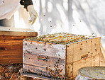 Bees, beekeeper and honeycomb, box for beekeeping and sustainability in nature at bee farm warehouse. Farming, honey and backyard agriculture, eco friendly industry and safety for beeswax farmer.