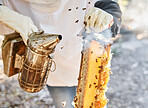 Bee, smoke and bees smoker tools with hands holding honeycomb for farmer small business. Agriculture, sustainability and food production on a farm or garden with golden beeswax and smoke for process