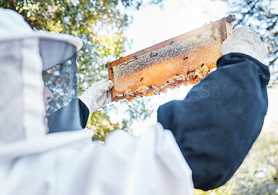 Buy stock photo Honey, bees and bee farm employee with honeycomb frame ready for agriculture harvest and production. Sustainability, eco friendly and ecology farming in a garden for golden food product in nature