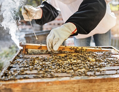 Buy stock photo Hands, smoke and beekeeping with a farmer woman at work in the countryside for agriculture or sustainability. Bees, honey and farm with a female beekeeper smoking a hive for organic product extract